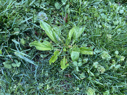 A Spider Bite, a Backyard Remedy, and the Power of Resetting