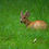 Thumbnail: Land of One Horned Rhinos "Kaziranga"
