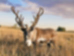 Reindeer