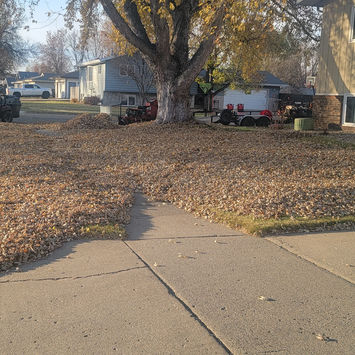 Residential yard during fall, covered in leaves.