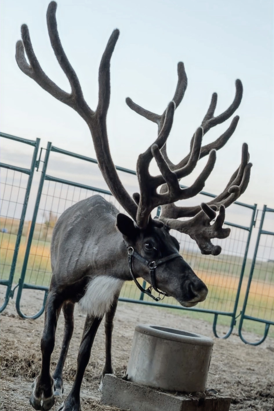 Northern Lights Ranch Reindeer Atlas