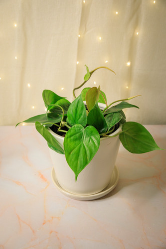 braided green python snake plant Snake Plant 'Braided' - Pet Safe Air-Purifying Braided Plant