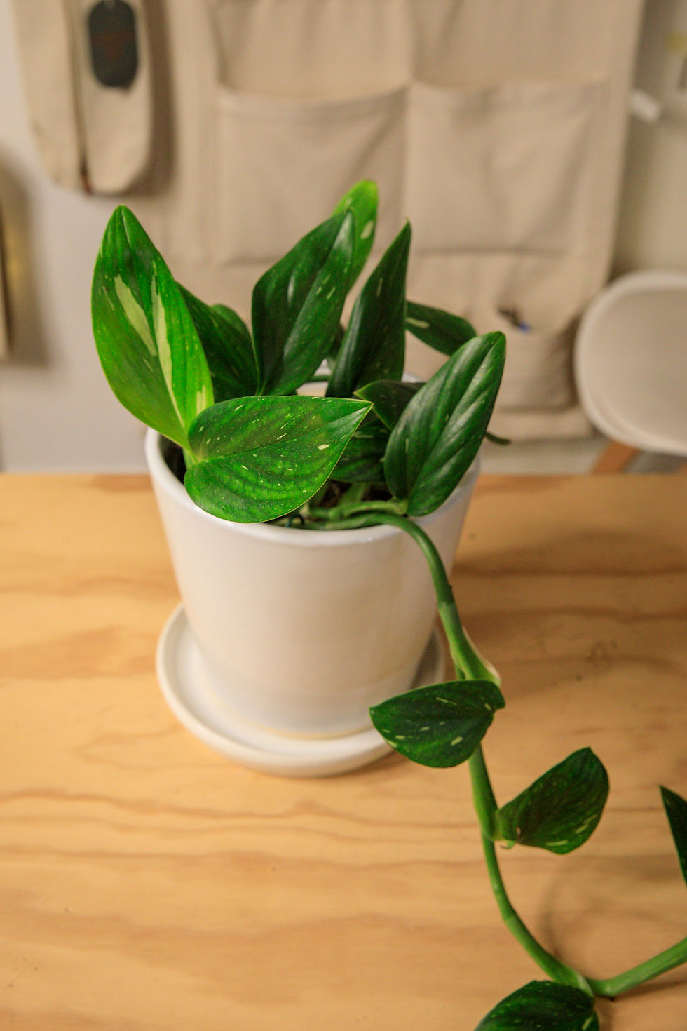 Thumbnail: Monstera standleyana 'cobra'