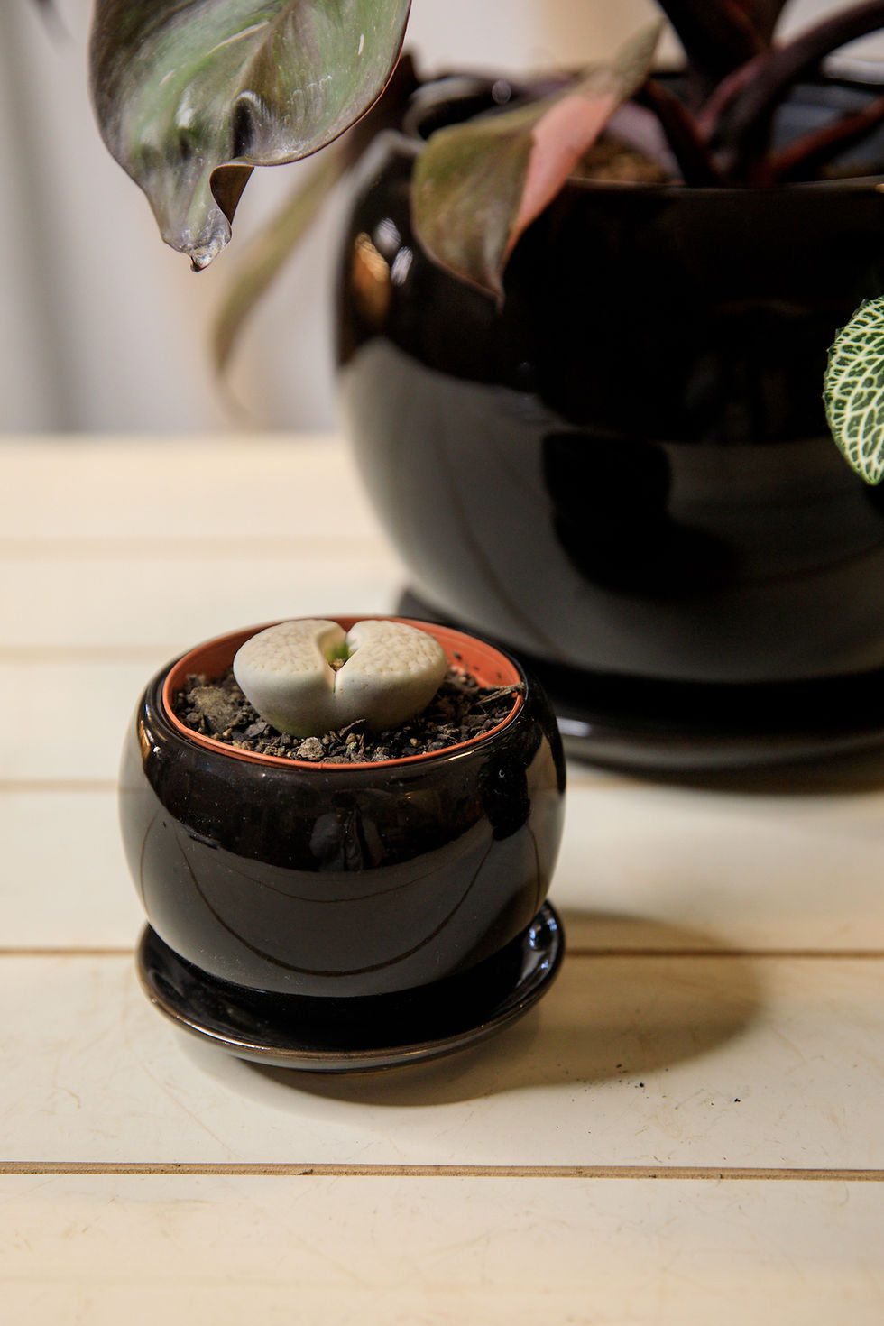 Thumbnail: Round ceramic planters