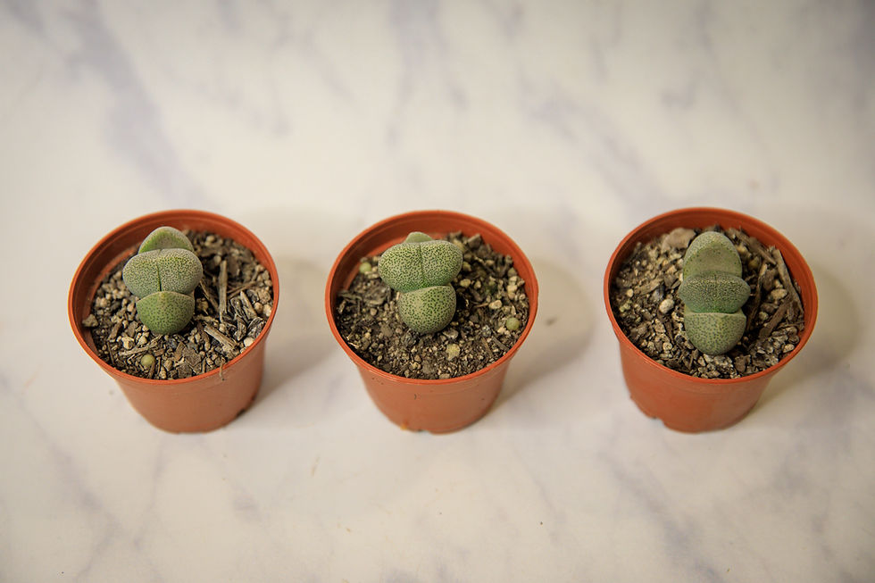 Thumbnail: Split rock succulent (Pleiospilos nelii)