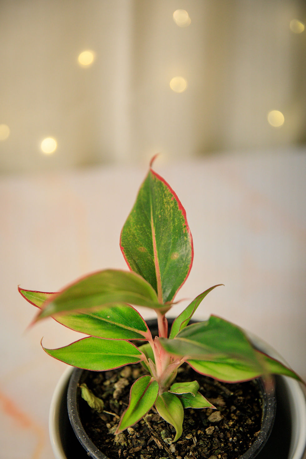 Thumbnail: Aglaonema "Siam Aurora"