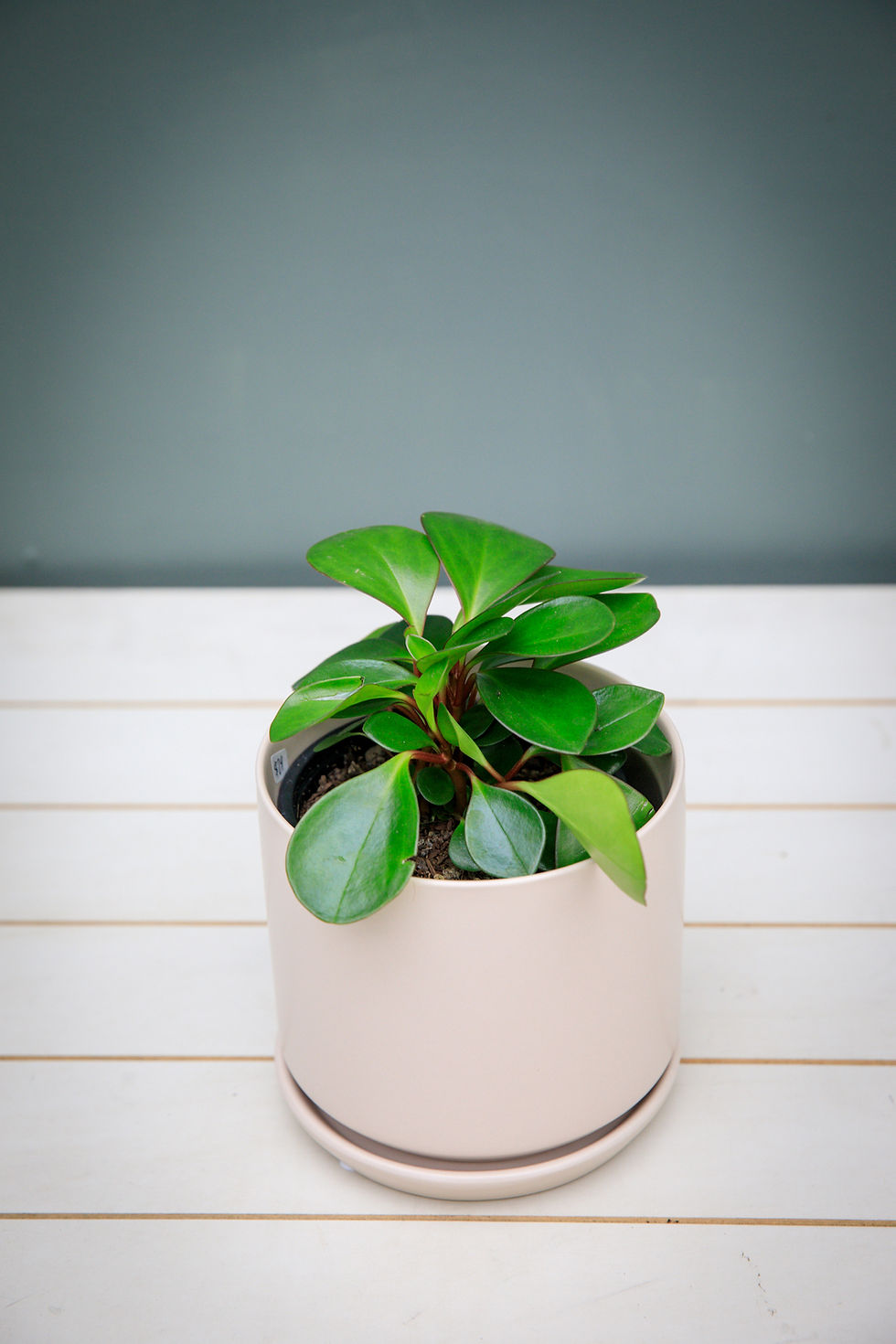 Thumbnail: Peperomia Obtusifolia "Red Edge"
