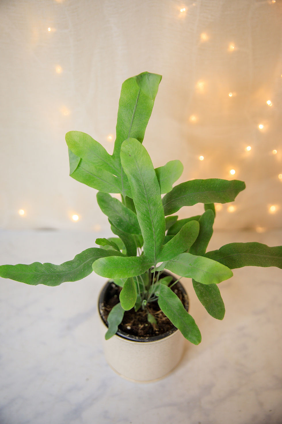 Thumbnail: Phlebodium aureum "Blue Star Fern"