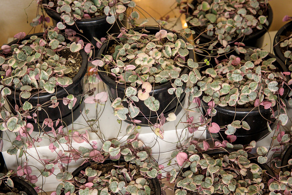 Thumbnail: Variegated chain of hearts