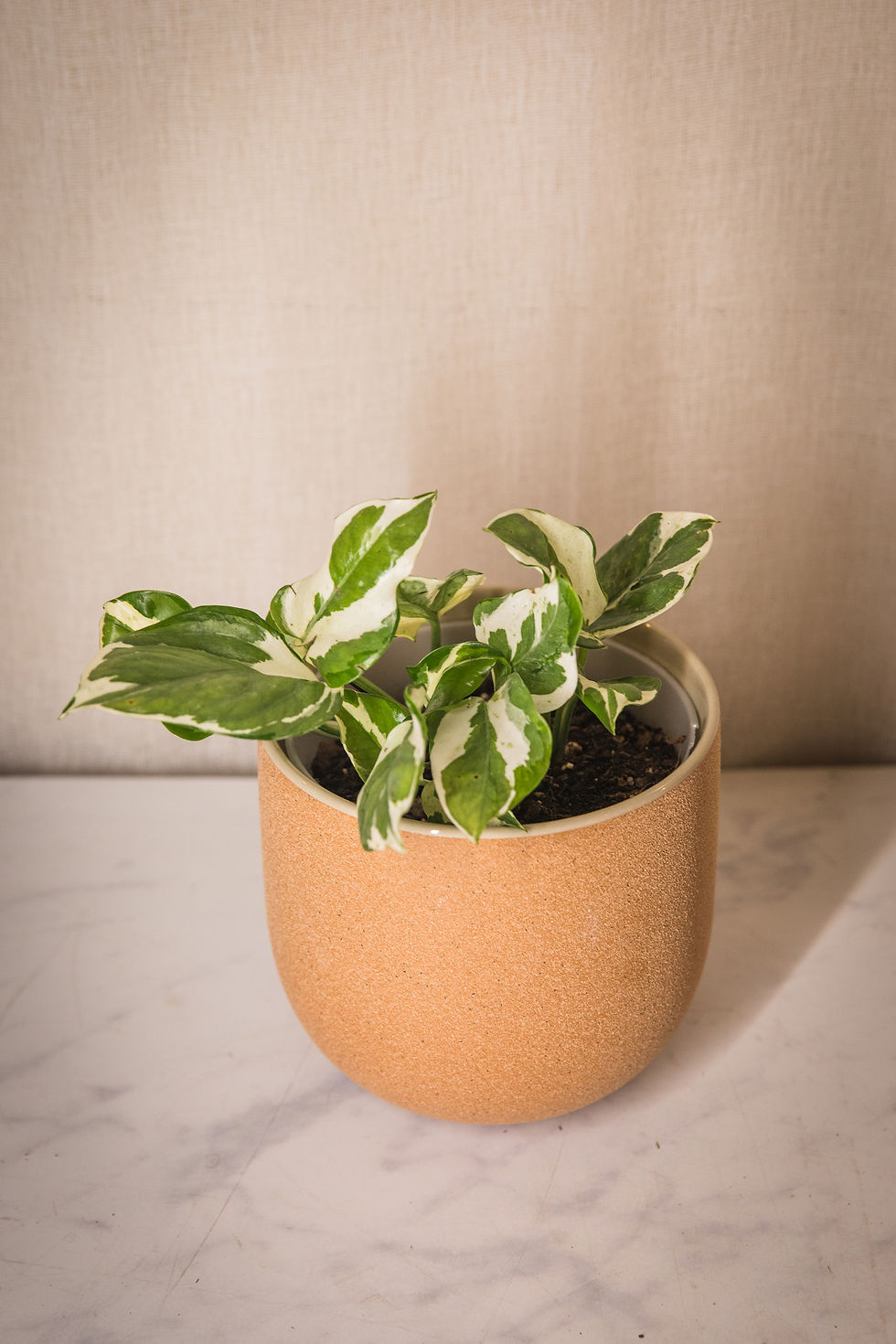 Thumbnail: Epipremnum aureum "n'Joy" Pothos