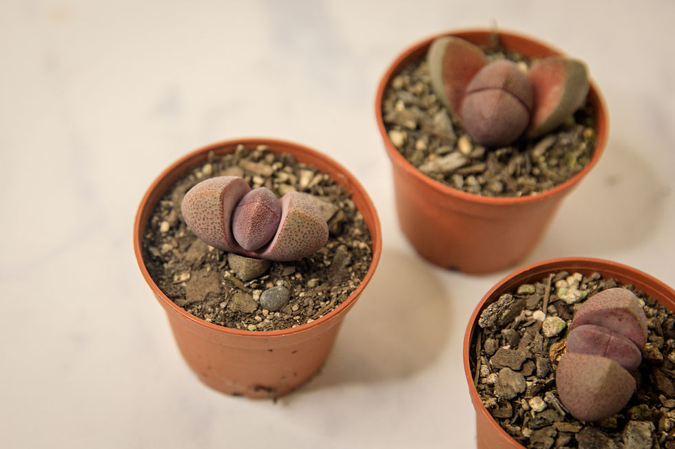 Thumbnail: Split rock succulent (Pleiospilos nelii)