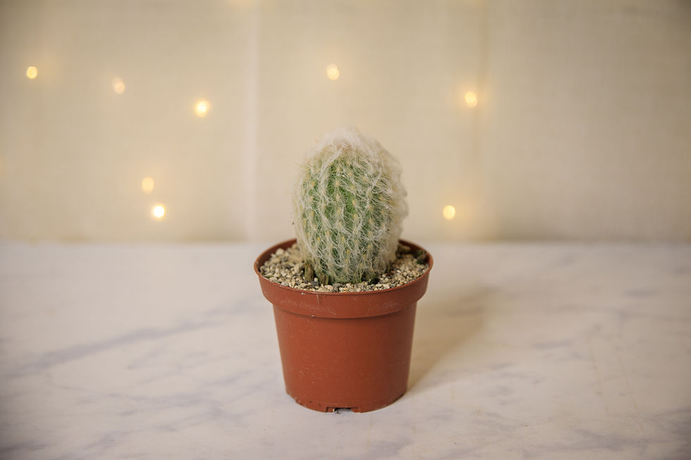 Thumbnail: Old Man Cactus - Cephalocereus senilis