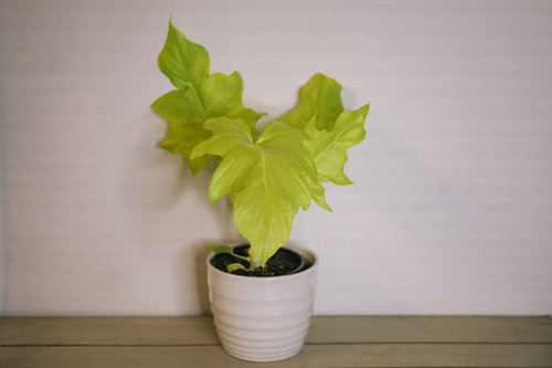 Philodendron selloum "Gold" | Node