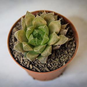 Haworthia cooperi baker
