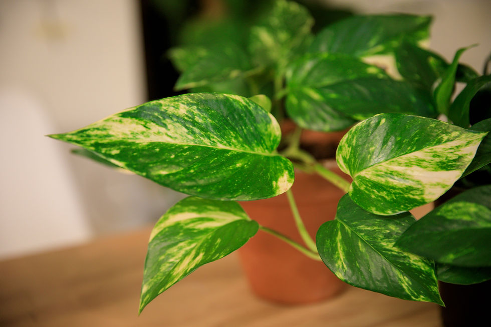 Thumbnail: Epipremnum aureum "Golden Pothos"