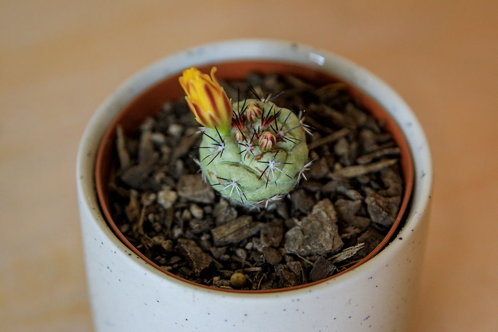 Thumbnail: Ortegocactus Macdougallii