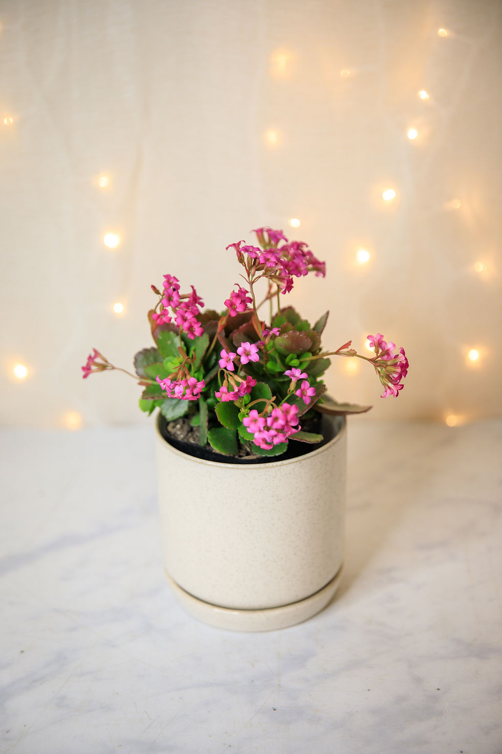 Thumbnail: Kalanchoe