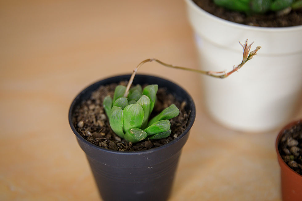 Thumbnail: Haworthia Cooperi