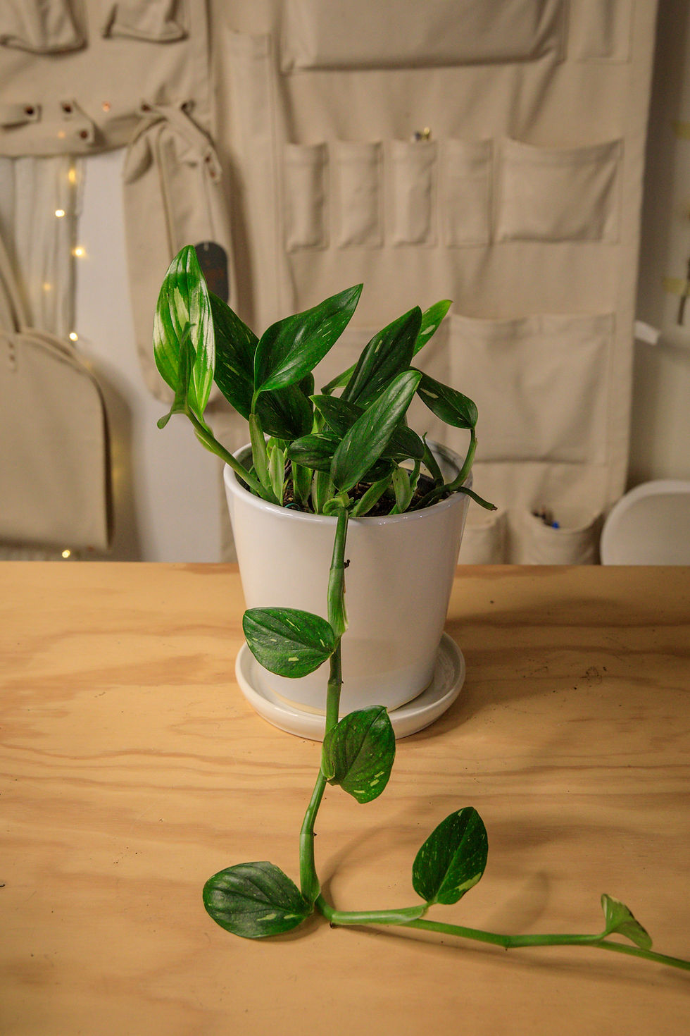 Thumbnail: Monstera standleyana 'cobra'