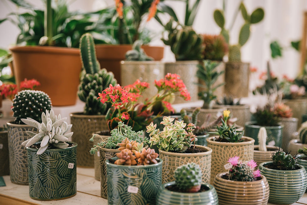 Thumbnail: Prickly Plant Bundle