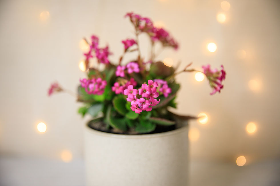 Thumbnail: Kalanchoe