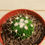Thumbnail: Brain Cactus - Stenocactus multicostatus