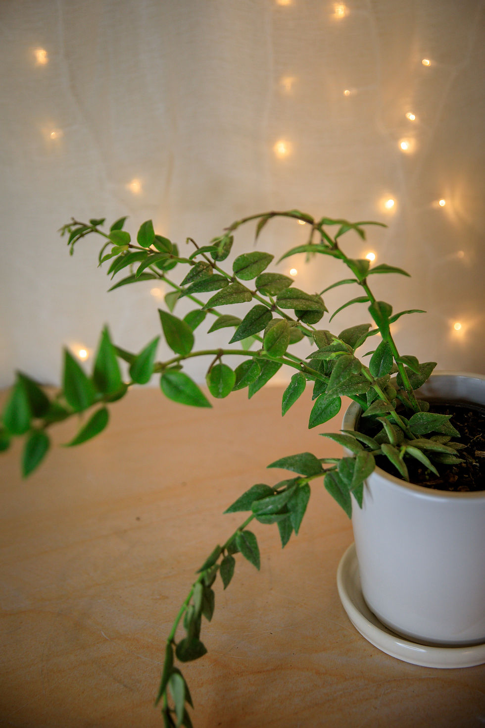 Thumbnail: Hoya Lanceolata "Bella"