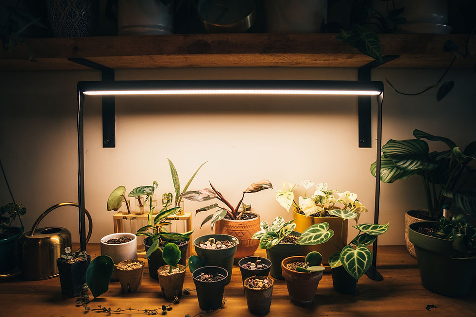 Thumbnail: PlantSpectrum Grow Lights - Standard