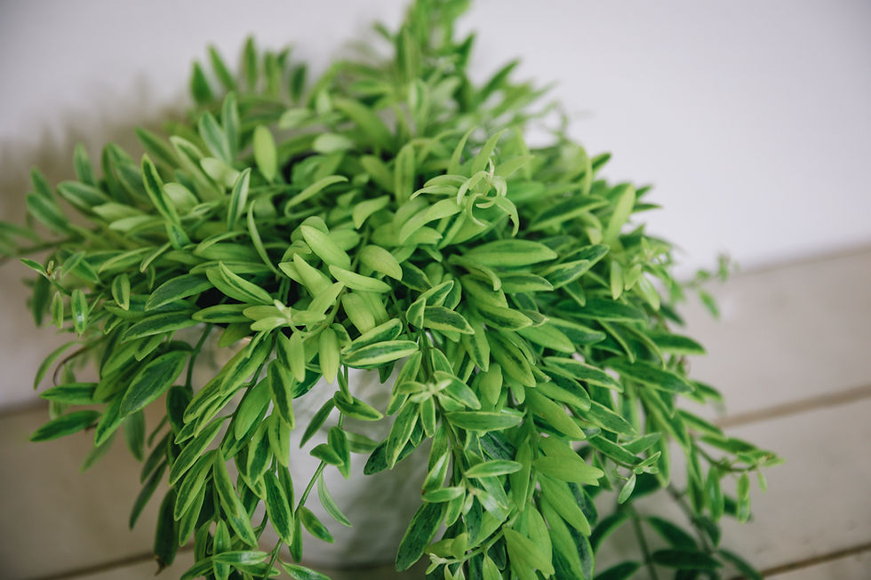 Thumbnail: Variegated Columnea arguta/Goldfish Plant
