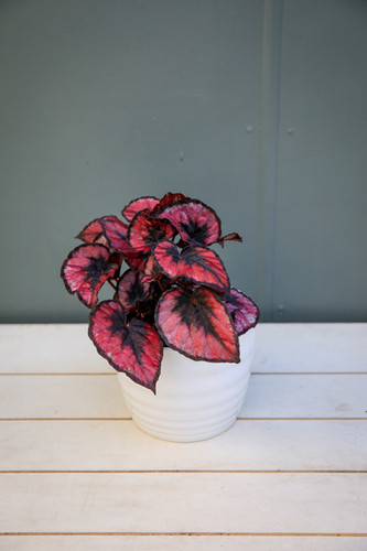 Begonia ‘Red Kiss’ | Node