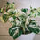Thumbnail: Manjula pothos