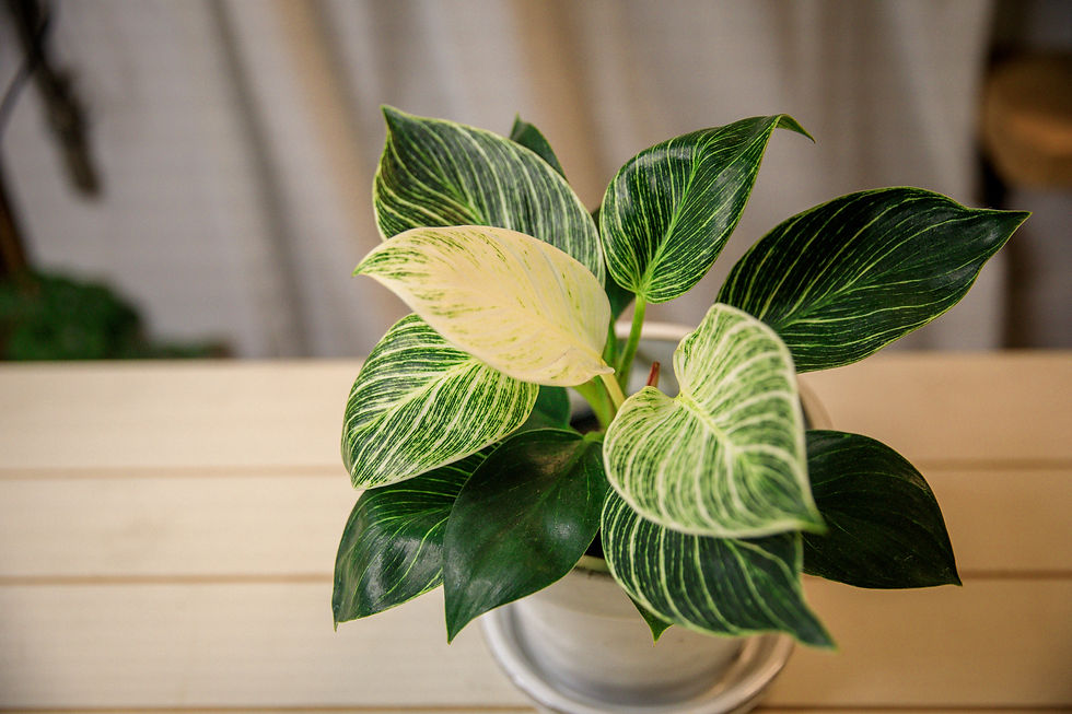 Thumbnail: Philodendron Birkin