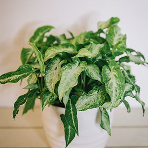 Syngonium - Three Kings