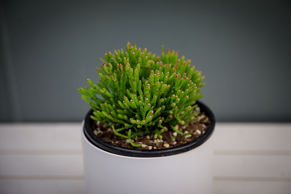 Thumbnail: Dancing Bones Cactus - Hatiora salicornioides