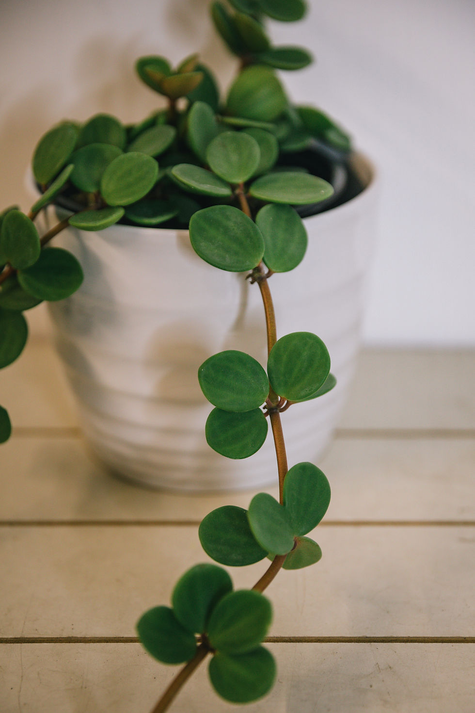 Thumbnail: Peperomia Hope