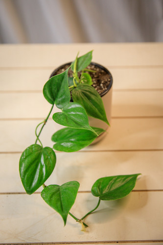 prayer plant pot Buy a Red Prayer Plant