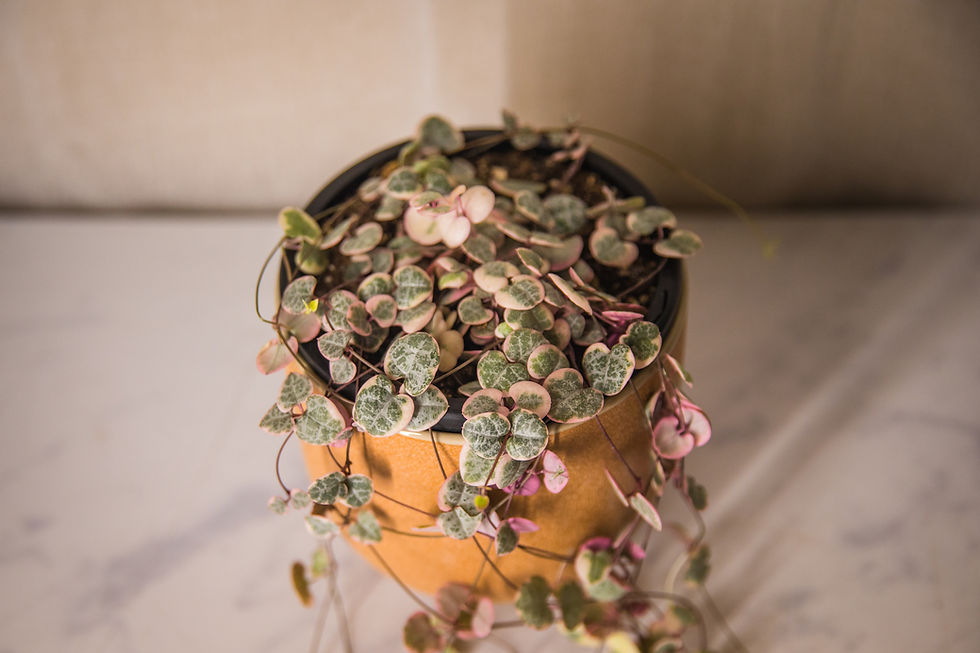 Thumbnail: Variegated chain of hearts