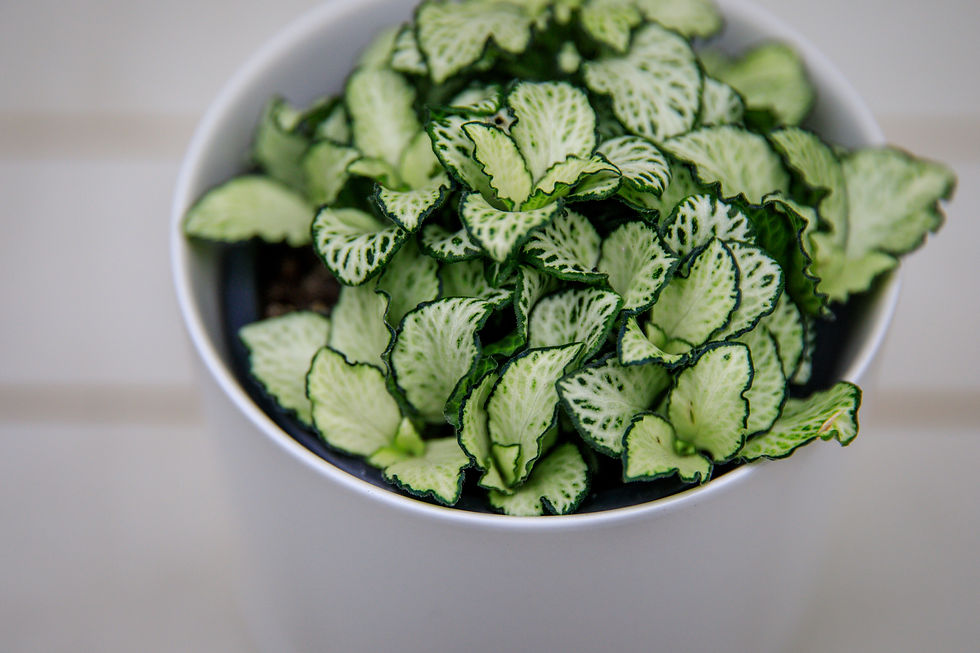 Thumbnail: Colorful fittonia