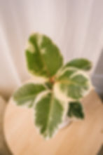 Thumbnail: Ficus Elastica "Tineke"