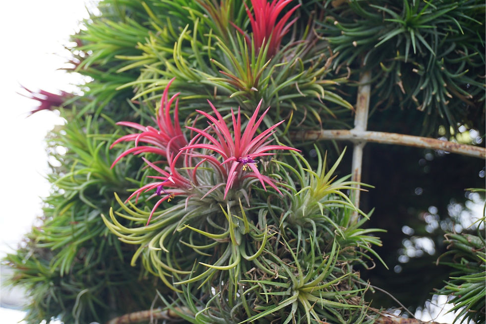 Thumbnail: Tillandsia air plant