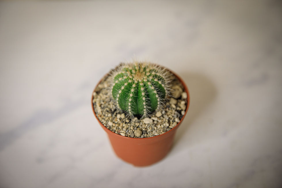 Thumbnail: Ball Cactus - Parodia magnifica