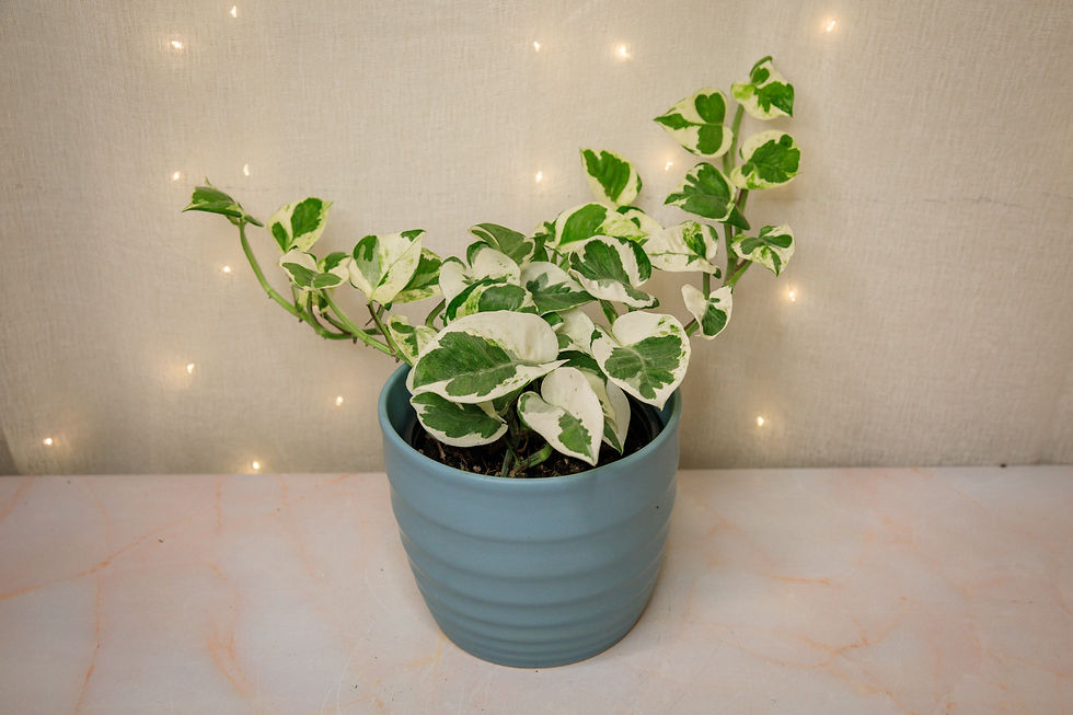 Thumbnail: Epipremnum aureum "n'Joy" Pothos
