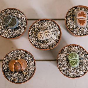 Lithop bundle