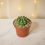 Thumbnail: Astrophytum "Sand Dollar" Cactus