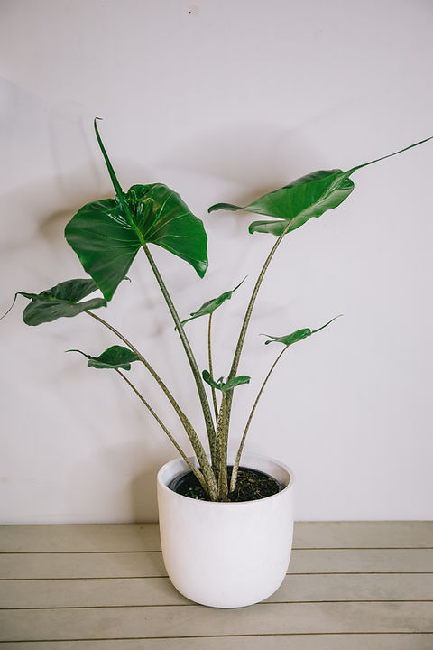 Alocasia Macrorrhiza - stingray plant | Node