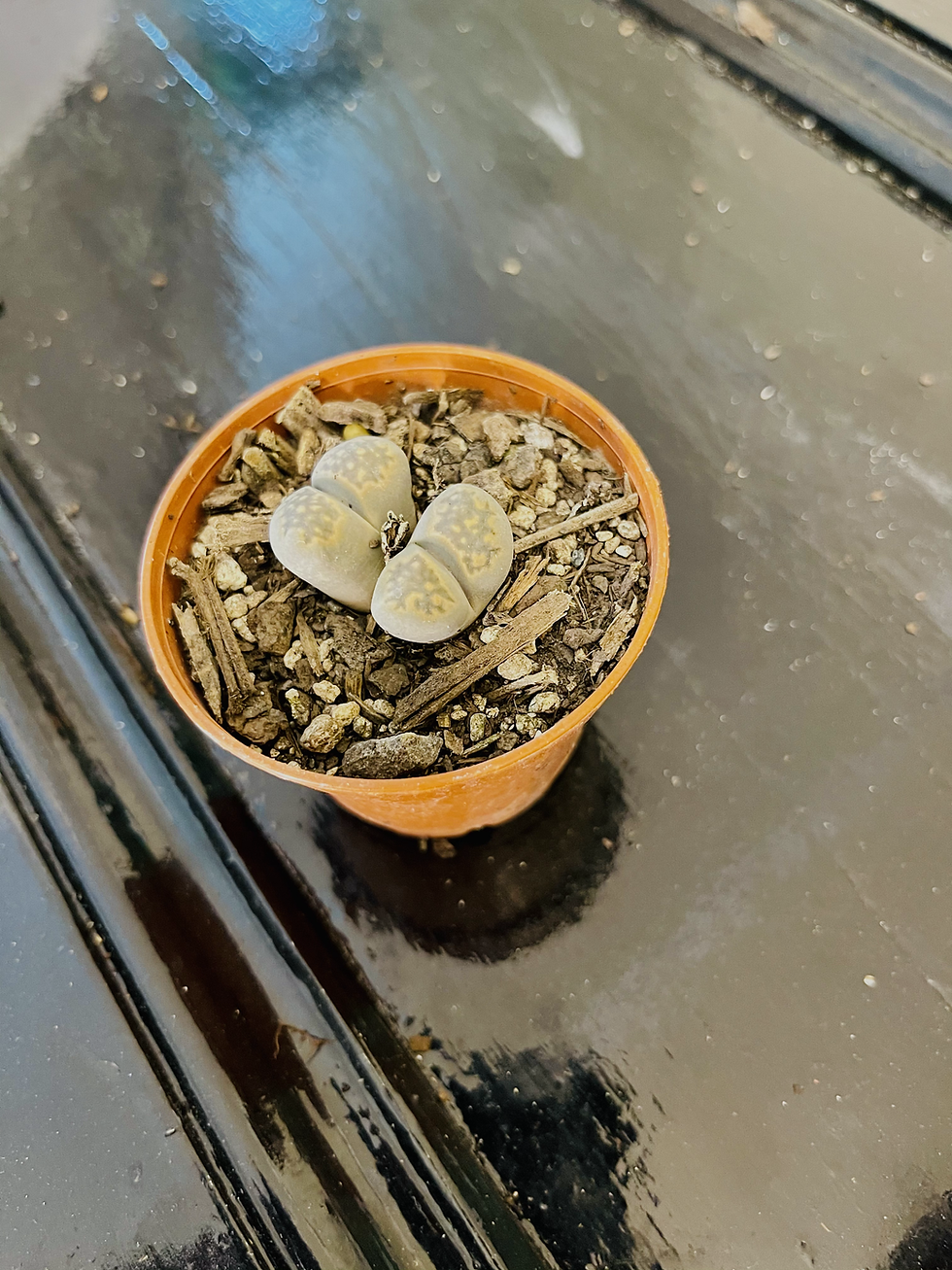 Thumbnail: Mutant lithops