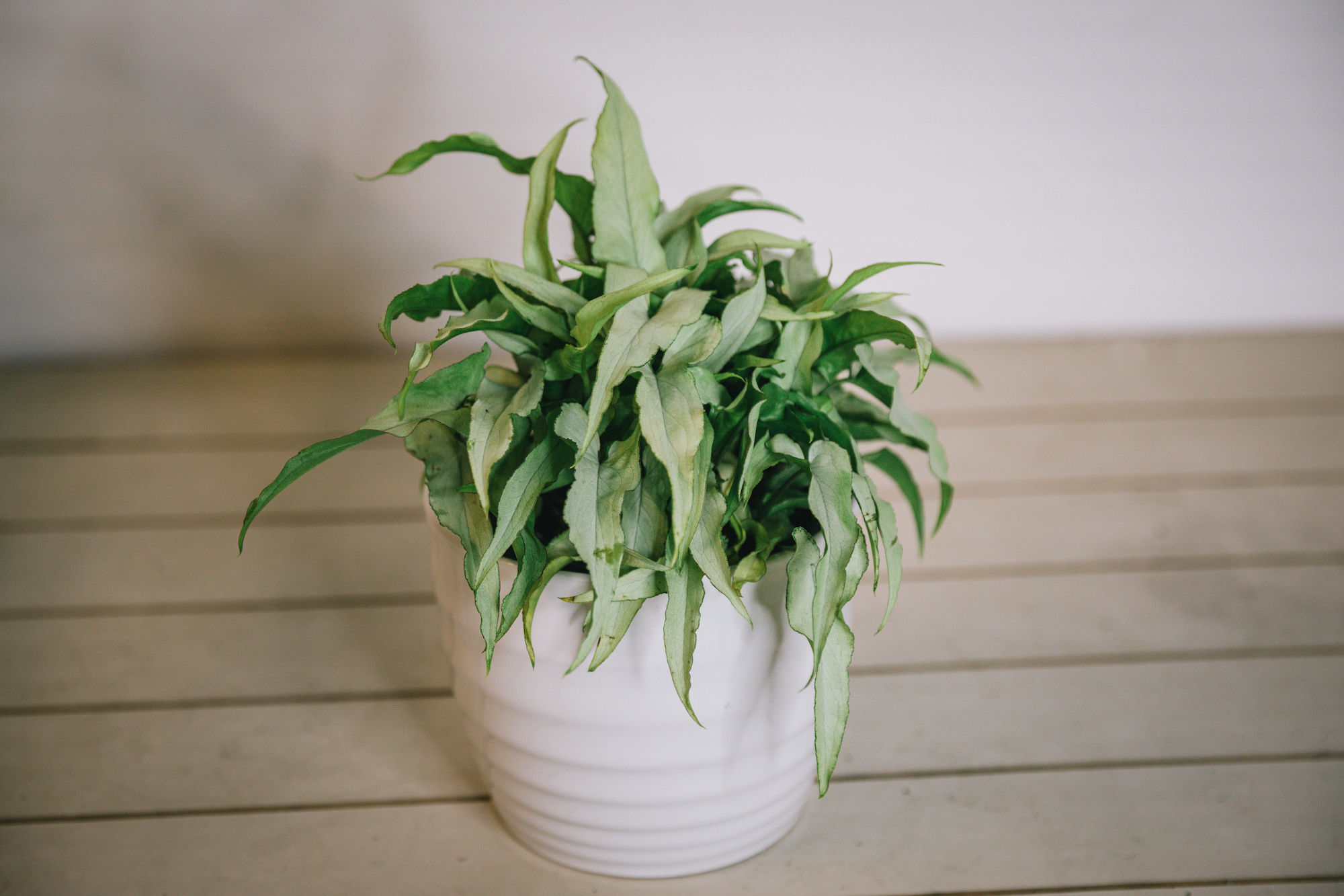 Syngonium - Slank Blad 