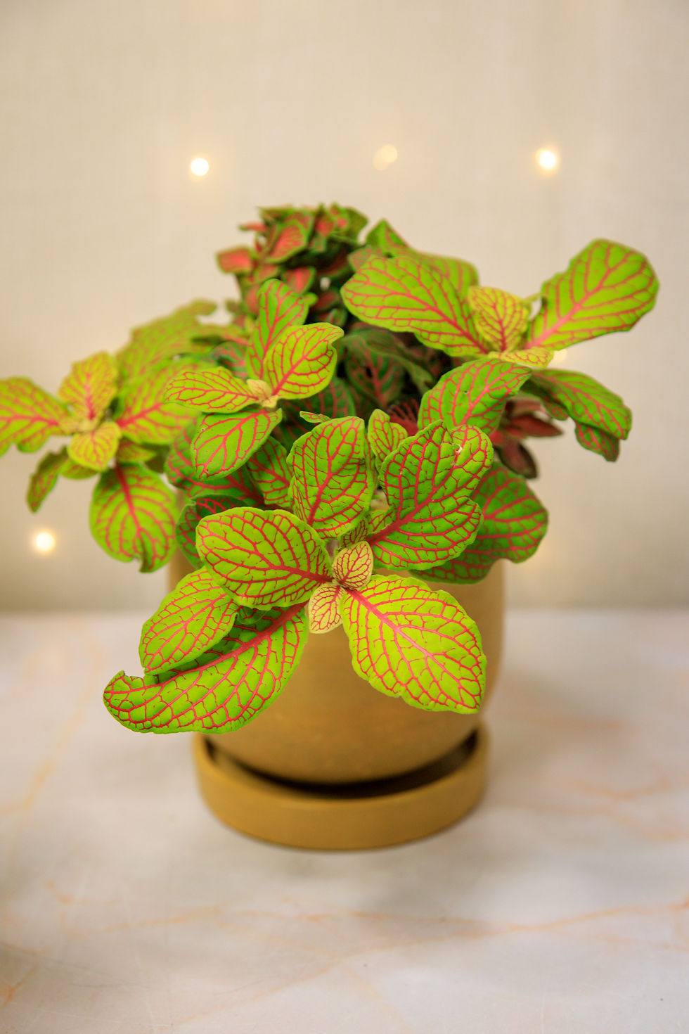 Thumbnail: Mutant Fittonia