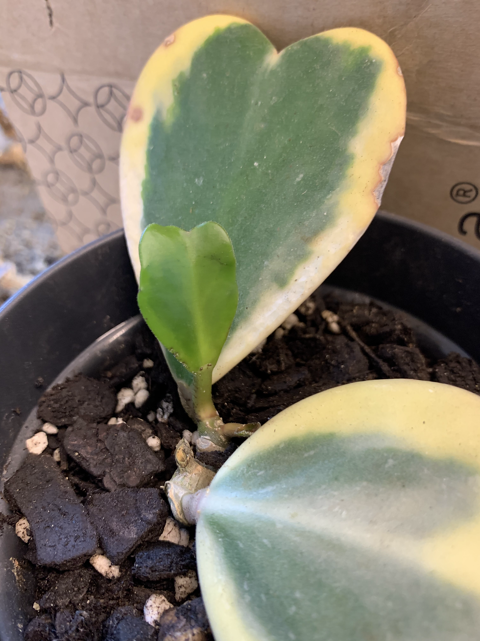 Thumbnail: Variegated Hoya Kerri