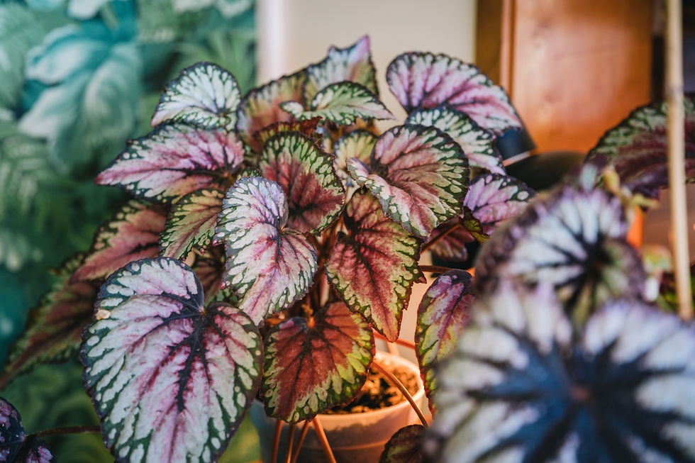 Thumbnail: Begonia 'purple splash'